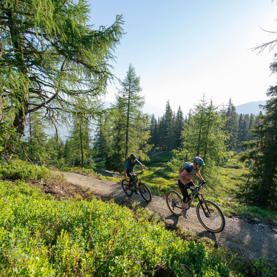 Two mountain bikers ride a dirt trail through sunlit forest